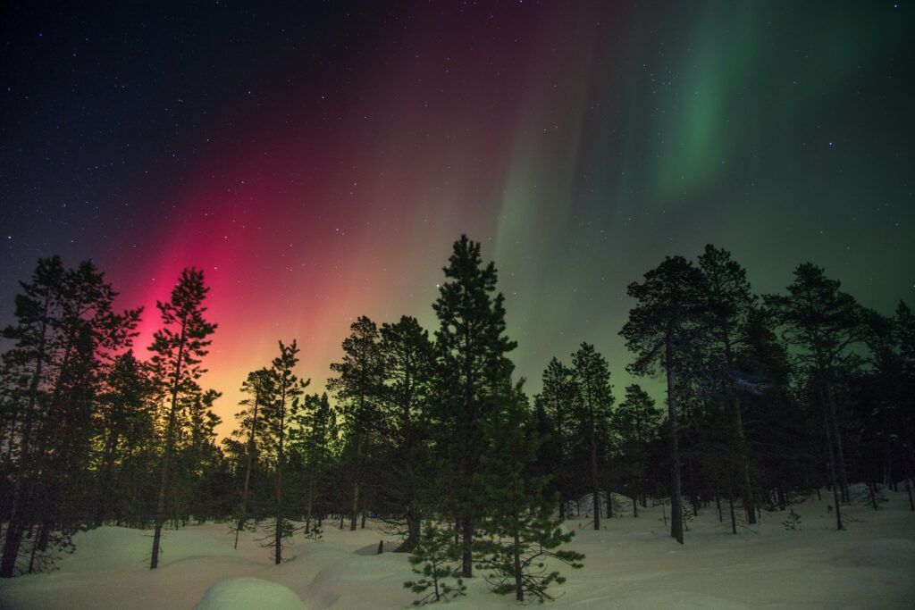 Stunning northern lights seen through Lapland trees