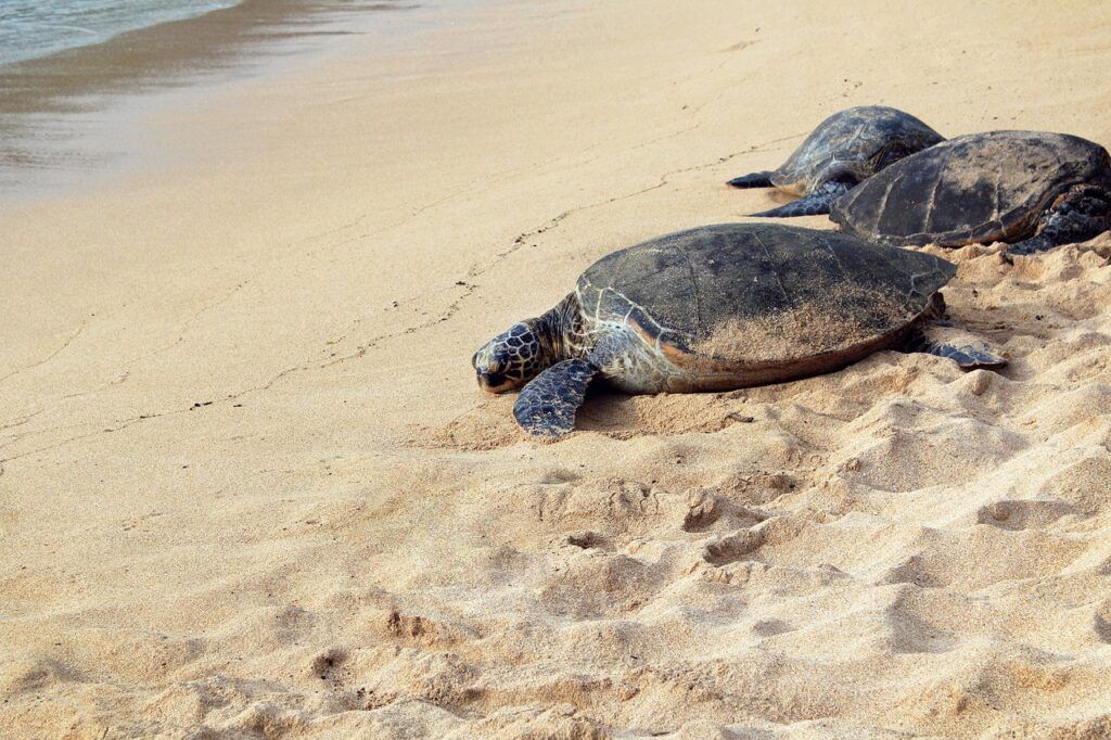 Three turtles on Ras al Jinz beach in Oman