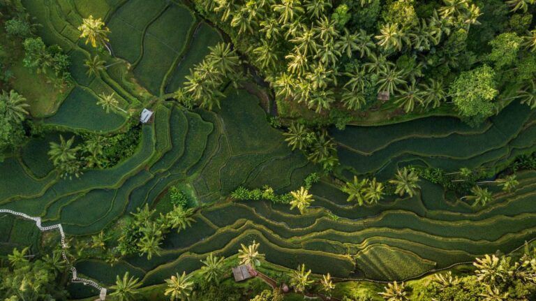 Rice Terrace