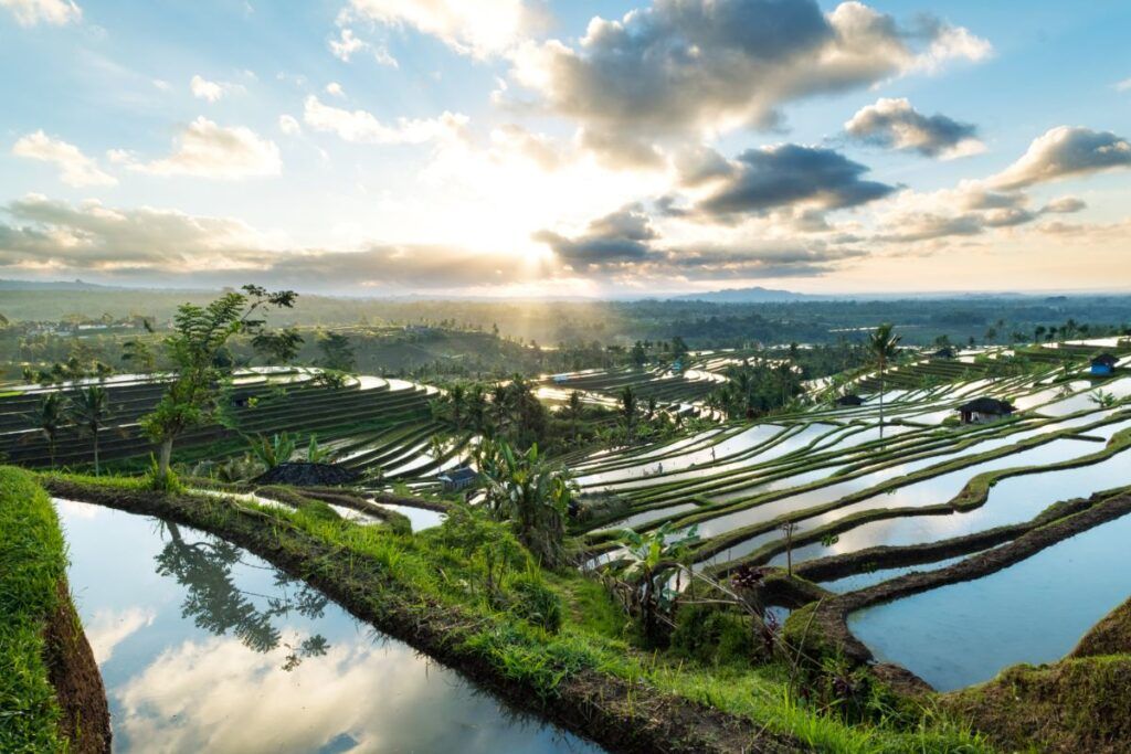 Rice paddies of Jatiluwih