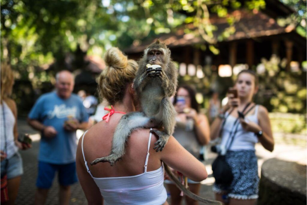 A monkey on a tourist's shoulder