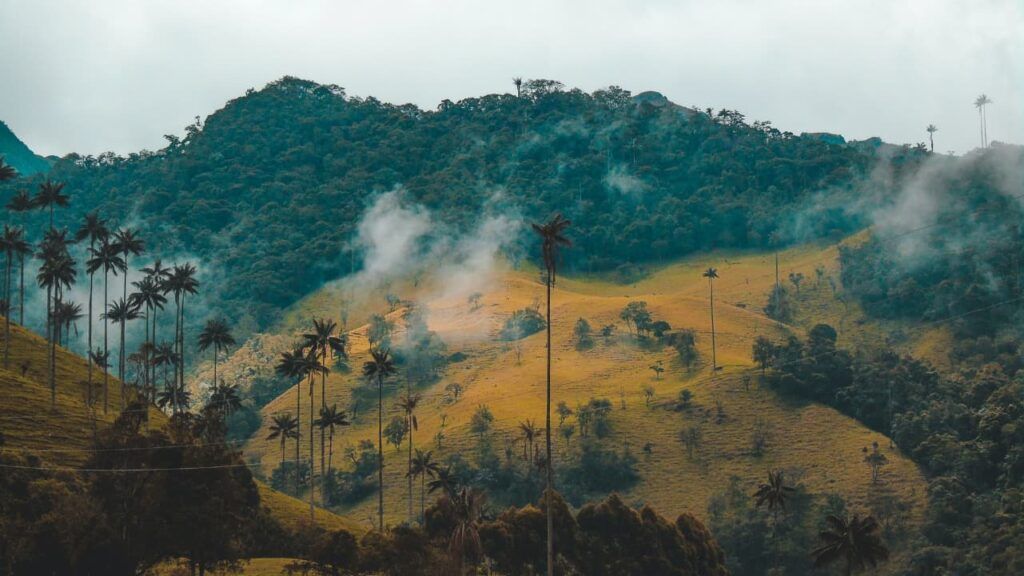 Cocora Valley and its high palms