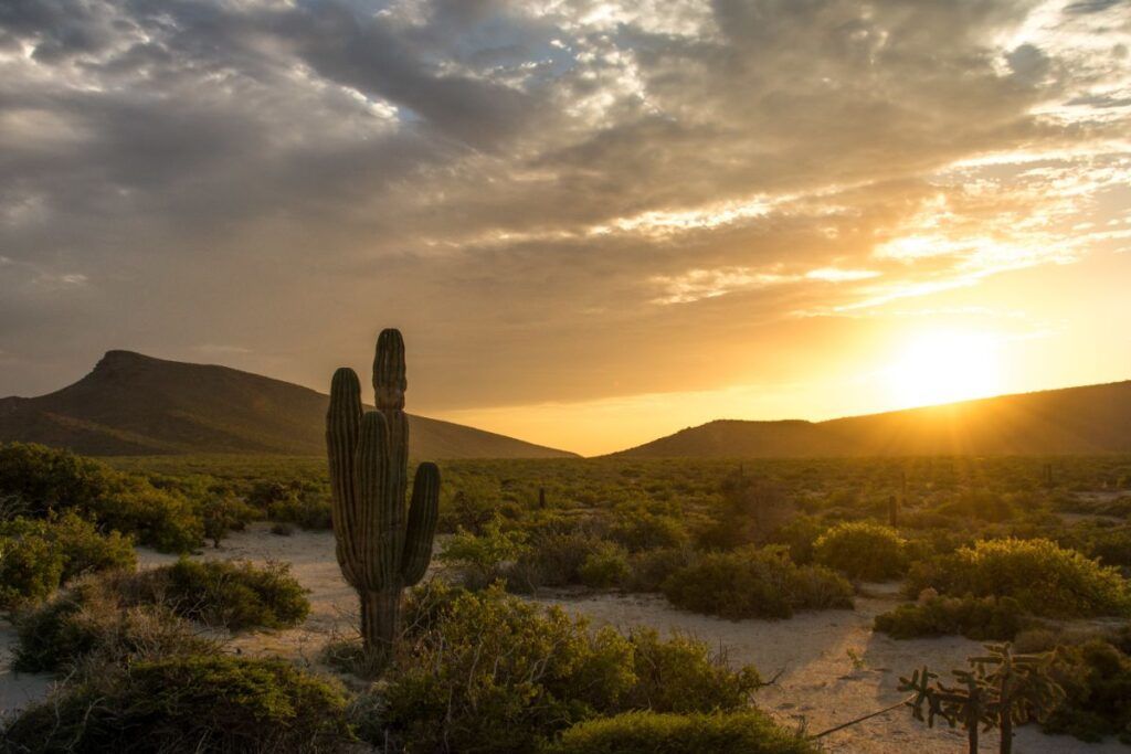 Desert landscape with a tall saguaro cactus in the foreground and a brilliant sunset over low mountains.