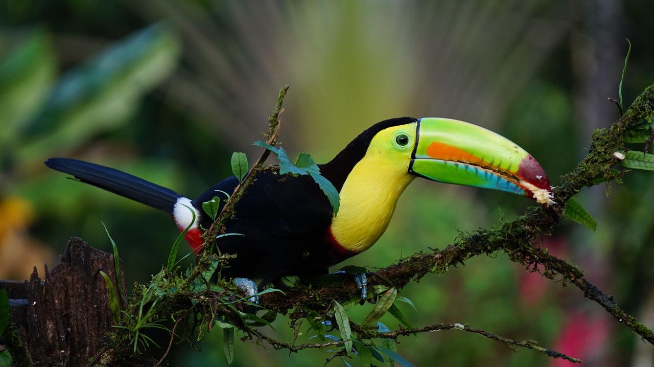 Costa Rica: the best places to visit in the country of “pura vida”