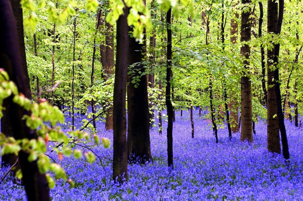 Bluebells cover the Hallebrbos meadow