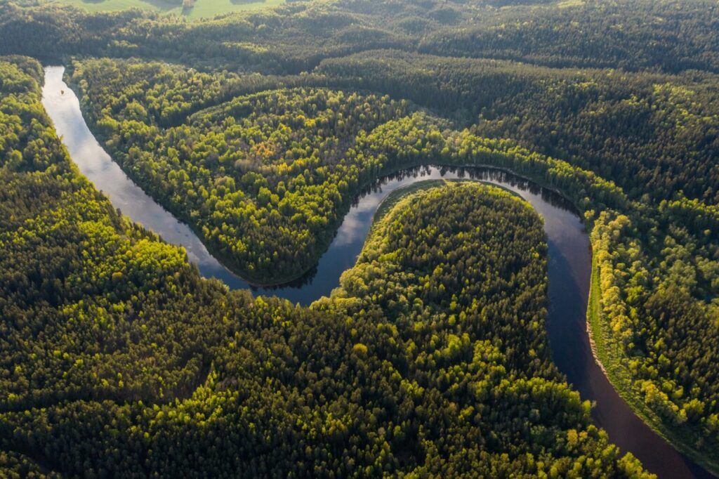 An aerial view of the rainforest