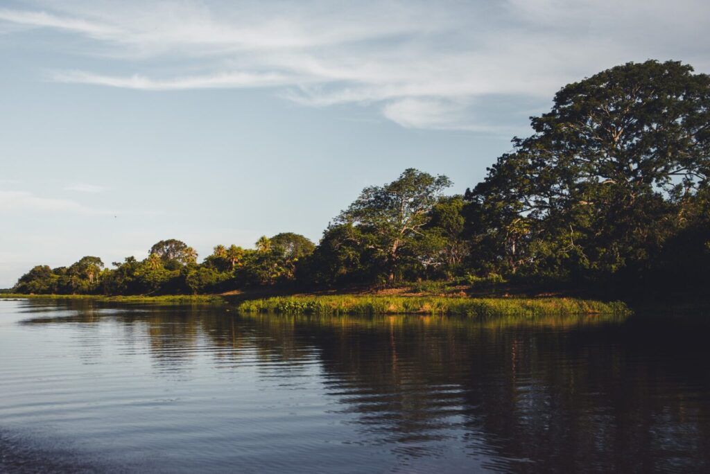 A corner of the Pantanal swamp