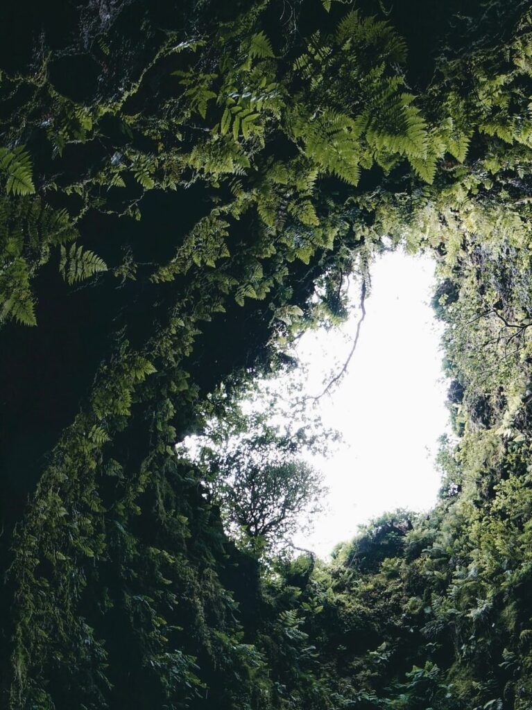 The vegetation of Algar do Carvão, Terceira.