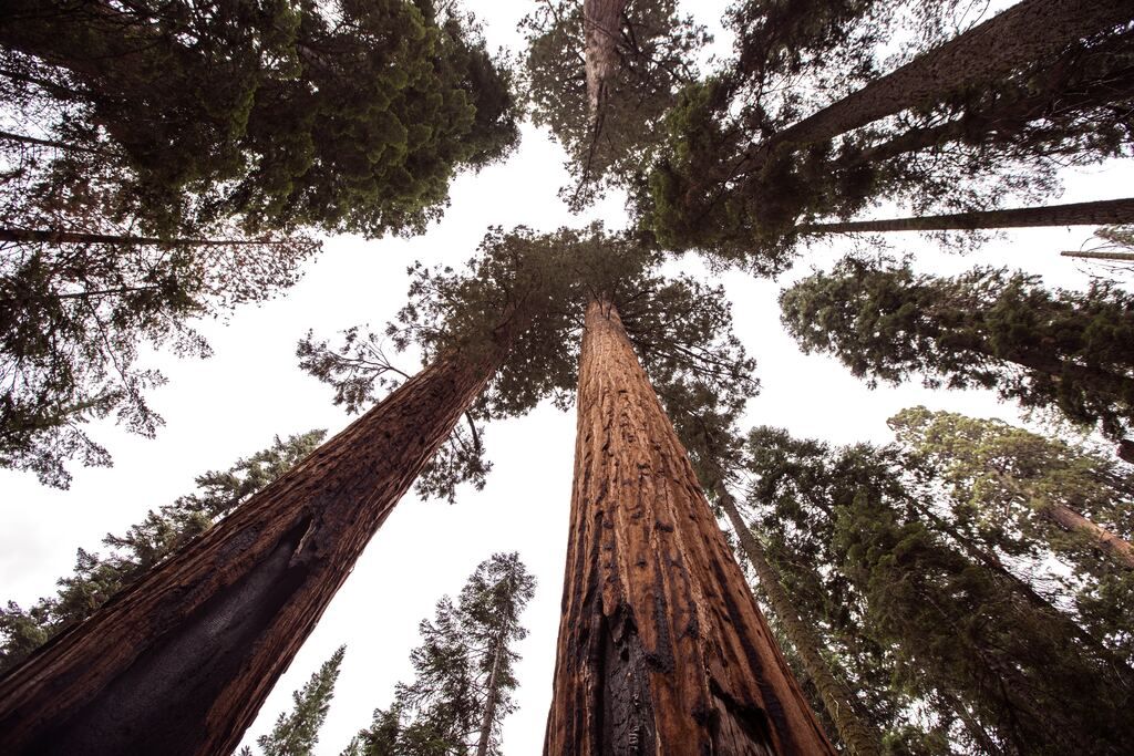 Brown trees during the day Sequoia National Park.