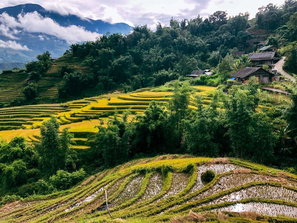 Rice terraces in Vietnam.