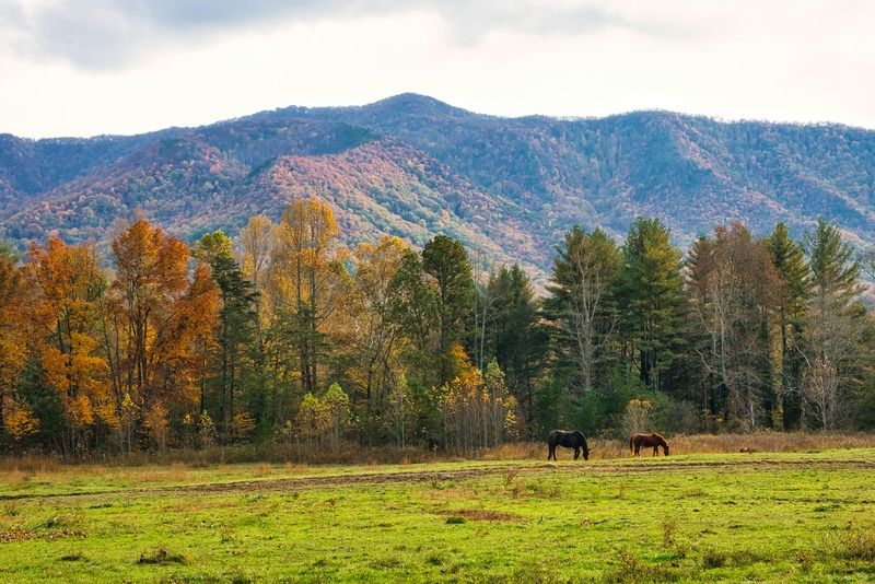 Two horses grazing in a golden autumn meadow below the forested ridges of Great Smoky Mountains National Park