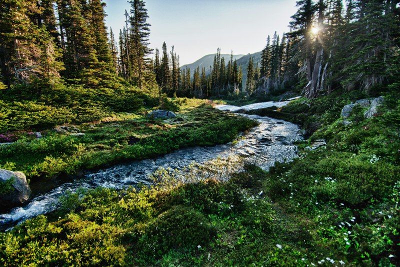 A clear mountain stream winding through a wildflower meadow and evergreen forest in Olympic National Park