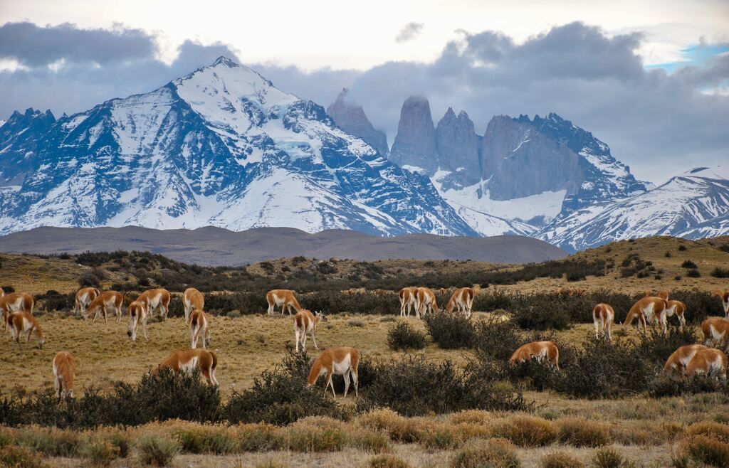 Herd of horses on bushes and grasses across the mountain