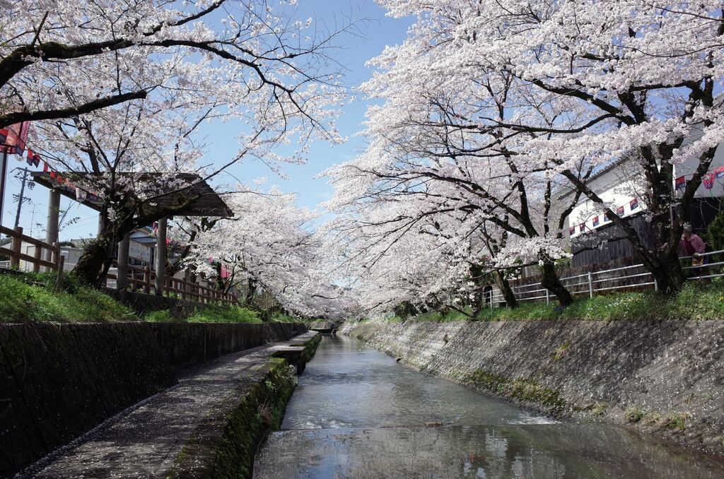 The Japan cherry blossom season: 2026 forecast