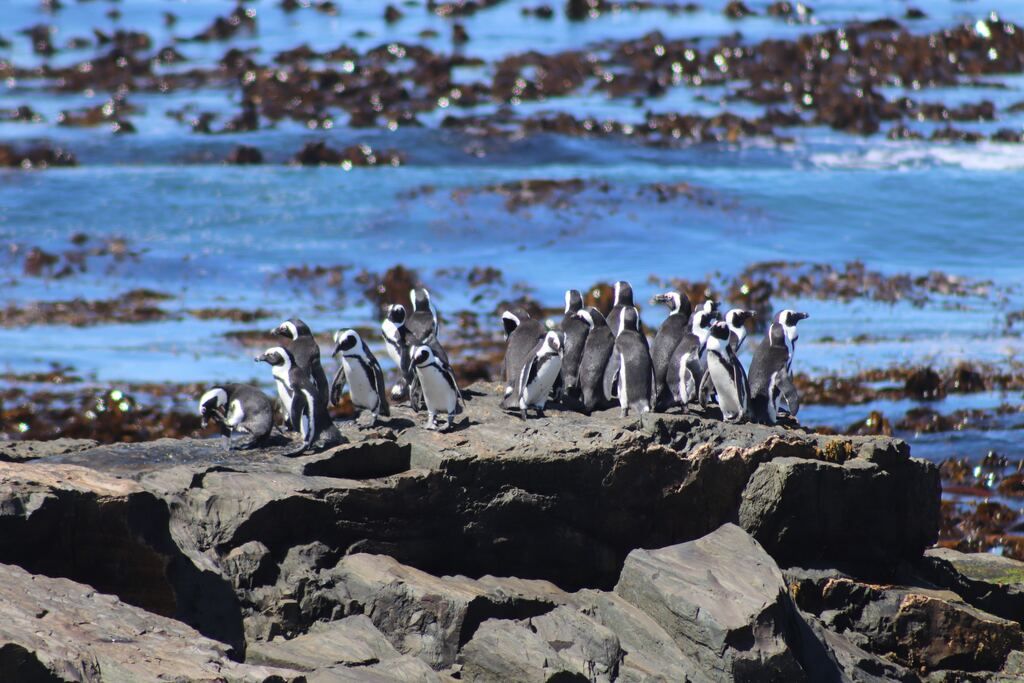 Penguins on the rock near the water mirror during the day in South Africa