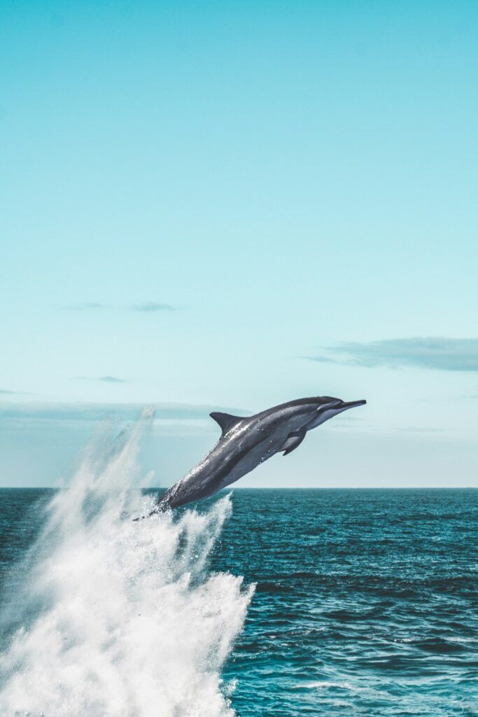 Dolphin jumping into ocean water during the day.