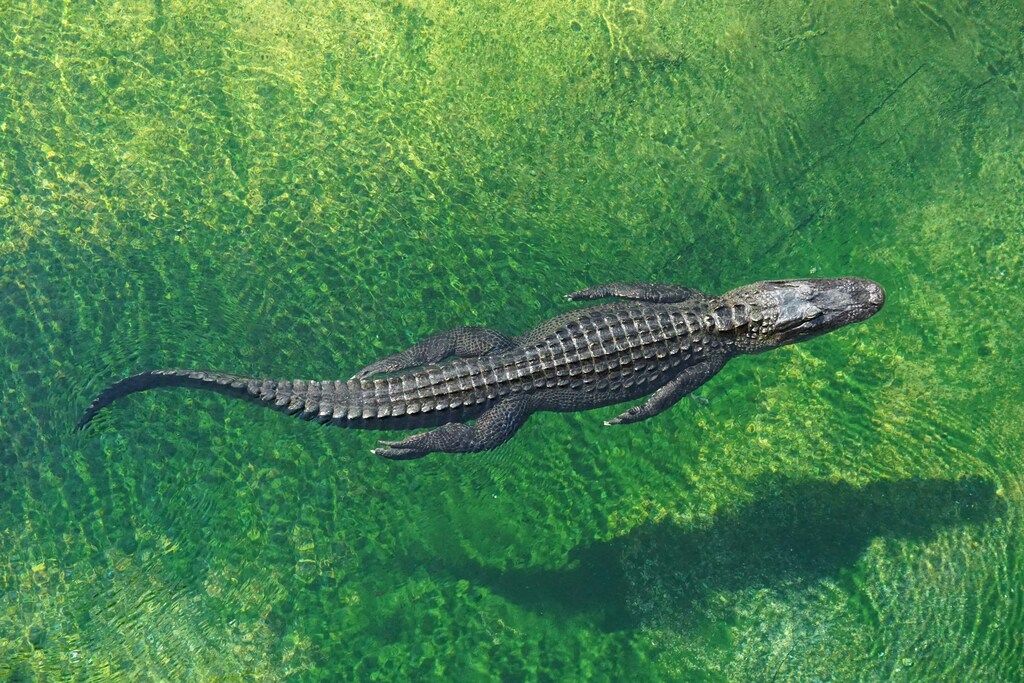 Brown alligator swimming.