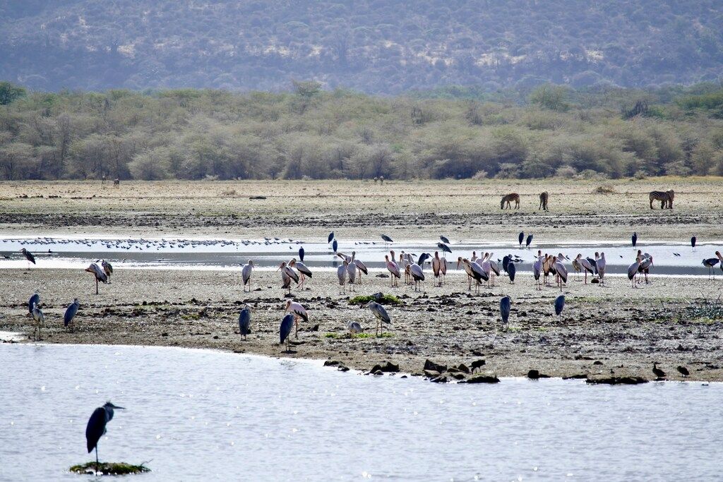 A flock of birds standing on top of a sandy beach.