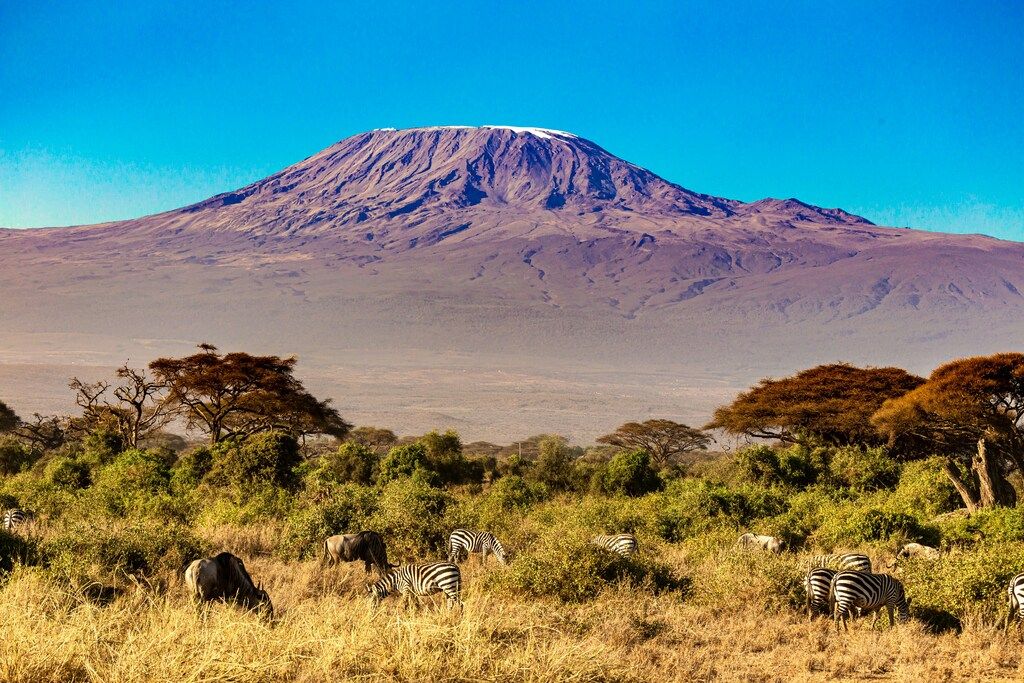 A group of zebras grazing in a field with a mountain in the background.