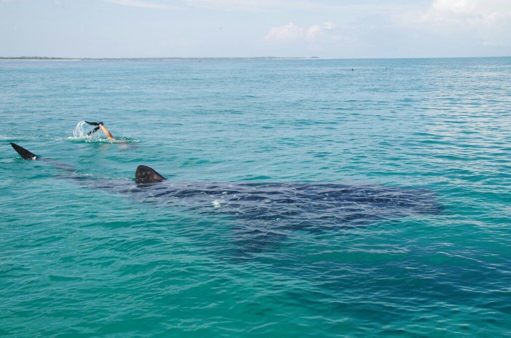A person swimming in the ocean with a shark.