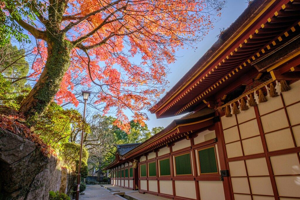 A vibrant red maple tree hangs over a traditional Japanese shrine building on a sunny autumn day.