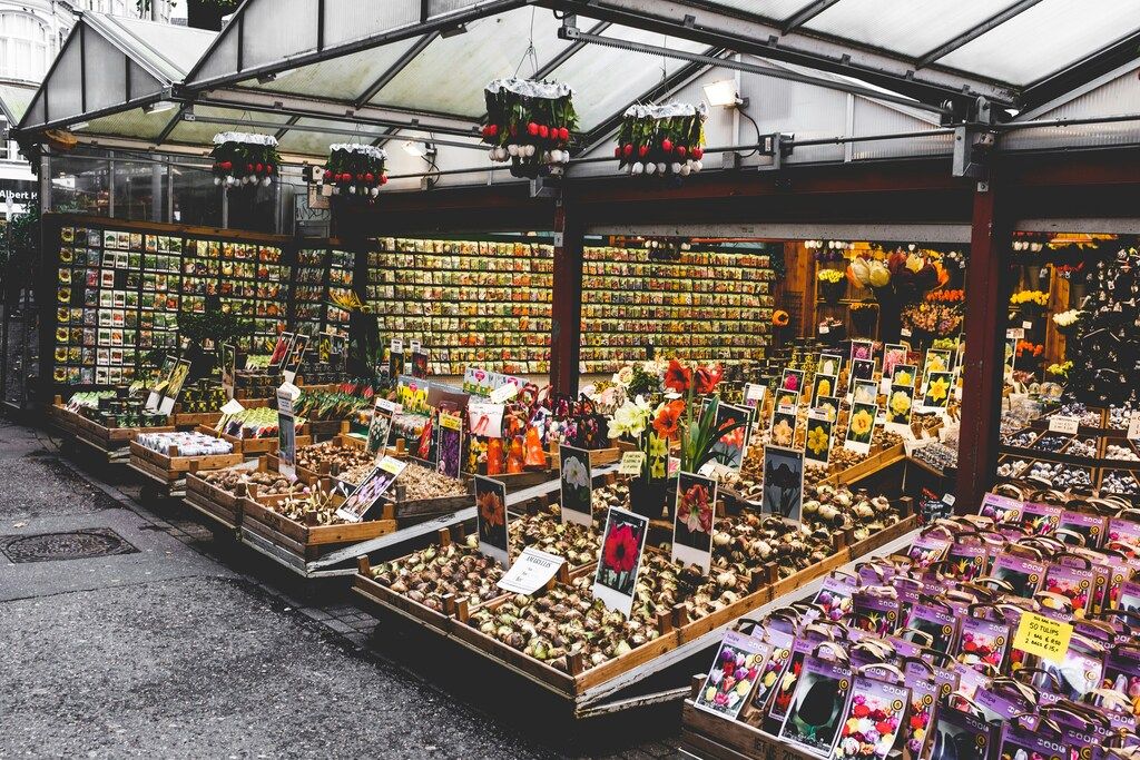 Flower Market in Amsterdam with vibrant flower bulbs and seeds on display
