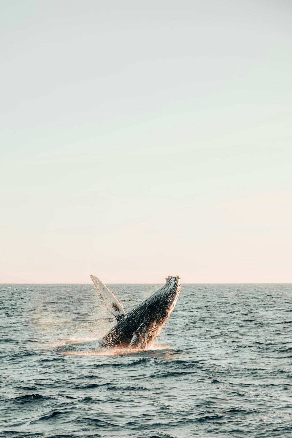 A humpback whale breaching the ocean surface during sunset in Costa Rica