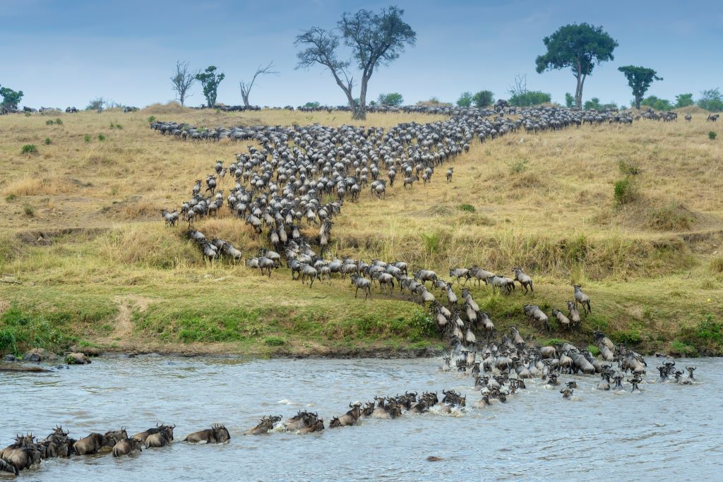 Great Wildebeest Migration in Tanzania