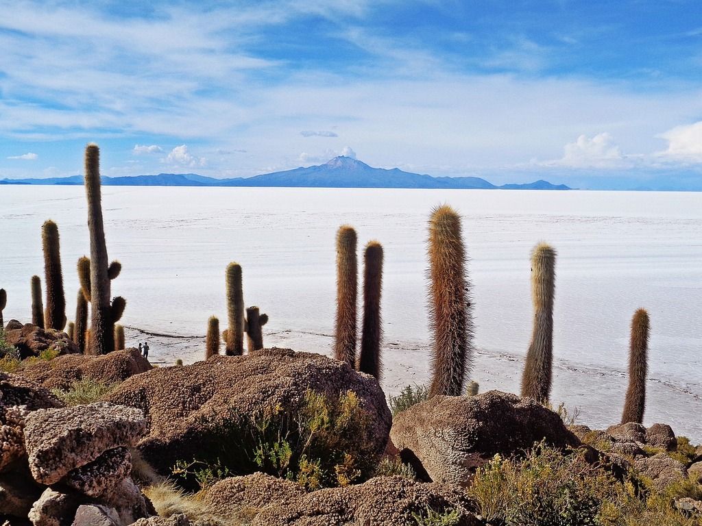 Tall cacti on Isla Incahuasi, surrounded by the white expanse of the Uyuni Salt Flats.