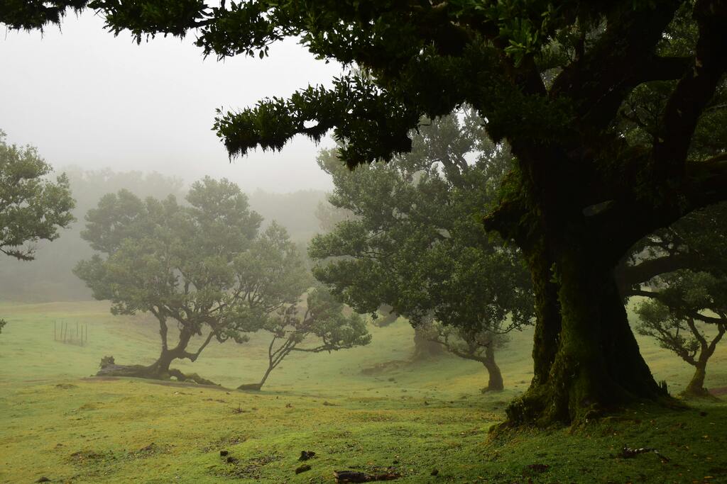 the Laurisilva forest in Madeira