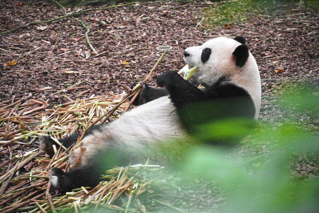 Giant panda eating bamboo at the Chengdu Research Base of Giant Panda Breeding, China.