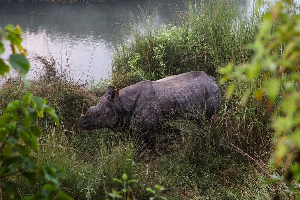 Indian rhinoceros in the tall grass of Chitwan National Park, Nepal