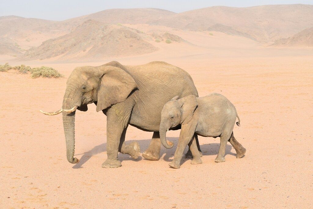 elephants in Damaraland