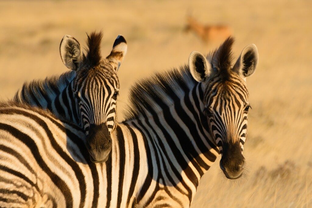Two zebras standing close together in Etosha National Park