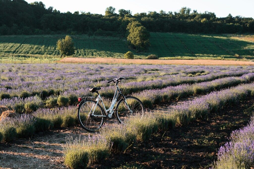 Bicycle parked in the middle of a lavender field during sunset in the countryside
