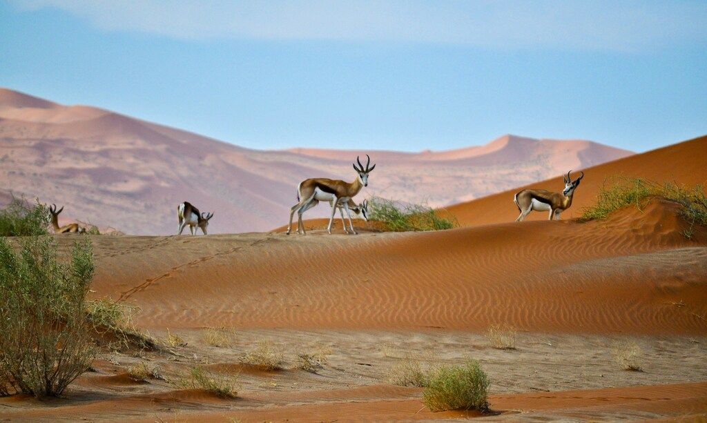 Group of springboks walking over the sand dunes in the Namib Desert