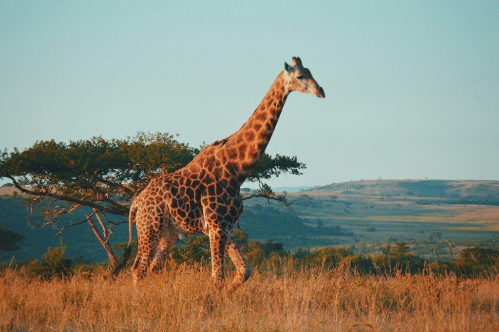 Giraffe walking across the savannah in a South African game reserve