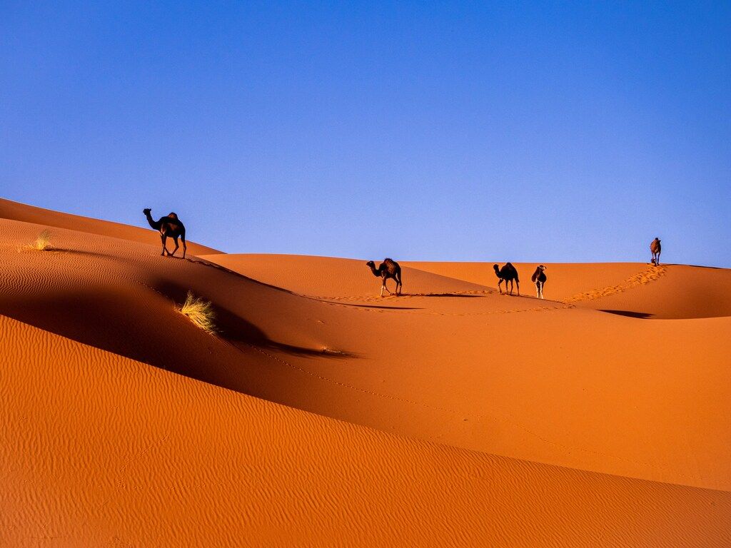 Sahara desert