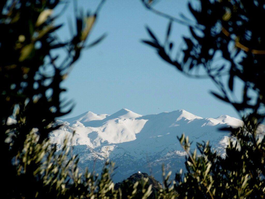 Snow-capped mountains in Greece framed by the dark, silhouetted leaves of olive trees in the foreground.