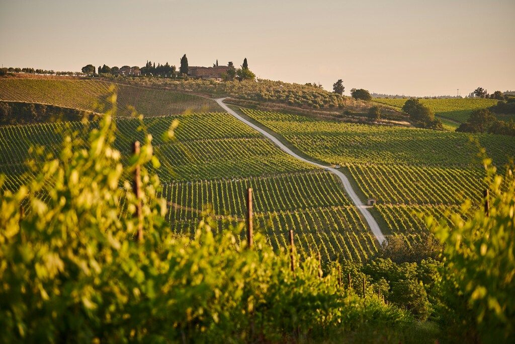 Rolling vineyards and a winding country road leading to a rustic farmhouse in the golden light of Tuscany.