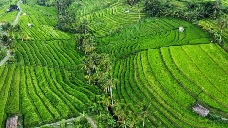 Aerial view of vibrant green Ubud rice paddies and palm trees in Bali.