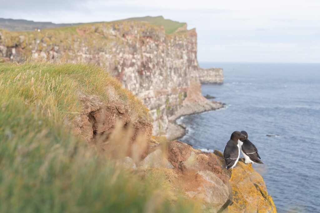 Two Common Murres (or Razorbills) resting on Látrabjarg bird cliffs, Westfjords.