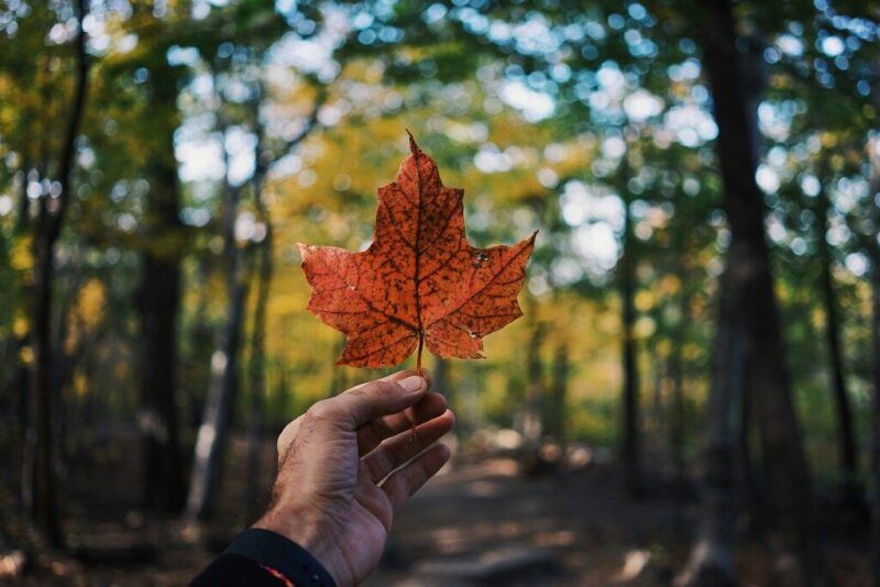 A hand holding up a single orange maple leaf against a blurred background of a sunlit forest in Canada.
