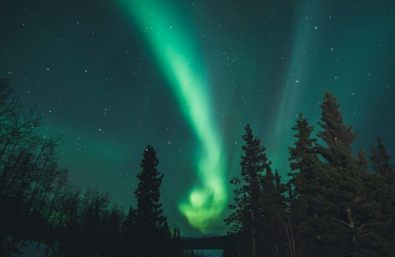A vibrant green aurora borealis dancing across a starry night sky above a dark silhouetted pine forest in Canada.