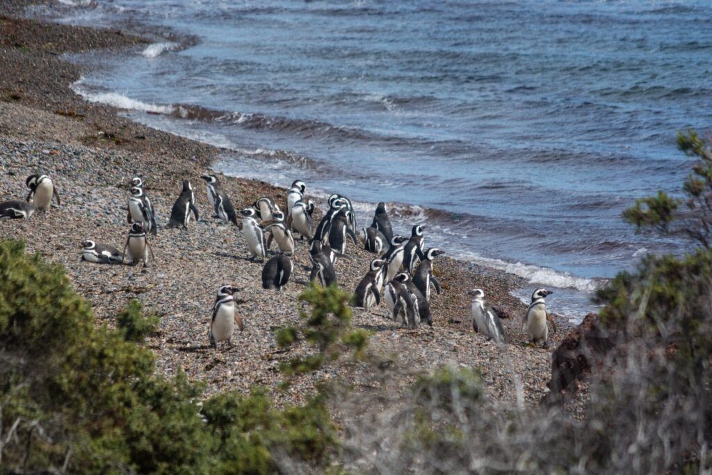 A colony of Magellanic penguins gathered on a pebble beach along the coast of Chile, with ocean waves gently reaching the shore.