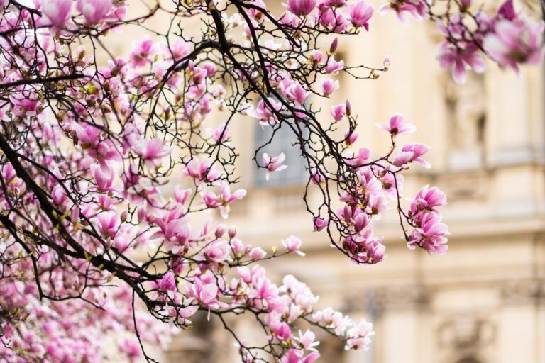 Branches of a blooming pink magnolia tree against a blurred backdrop of a classic European-style building.