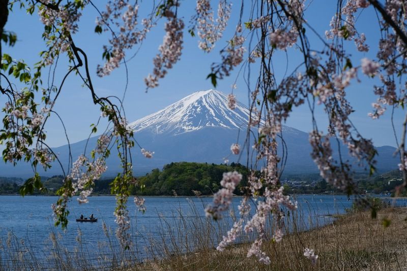 Snow-capped Mount Fuji framed by pink cherry blossoms in bloom over Lake Kawaguchiko, Japan