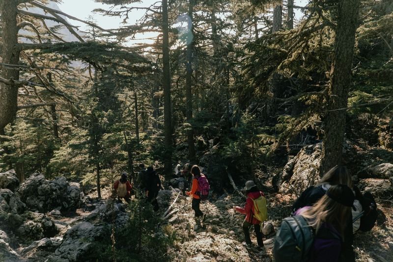 Group of hikers with colorful backpacks climbing a rocky trail through a sunlit pine and cedar forest