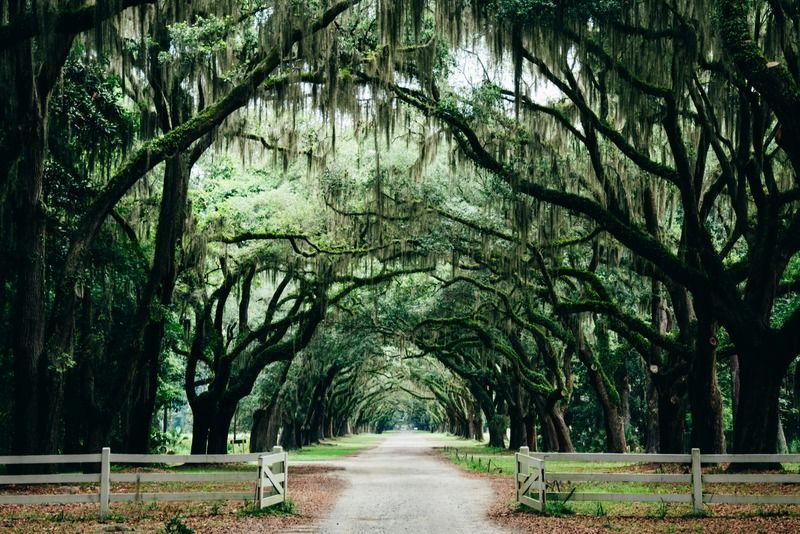 A tree-lined driveway of ancient live oaks draped in Spanish moss forming a natural tunnel, with a white wooden gate at the entrance, Savannah, Georgia