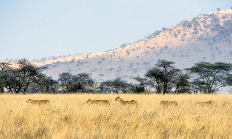 Serengeti.
